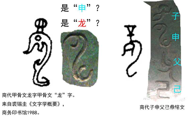 商代甲骨文龙字甲骨文中的“龙”。来自裘锡圭《文字学概要》，商务印书馆1988。.jpg