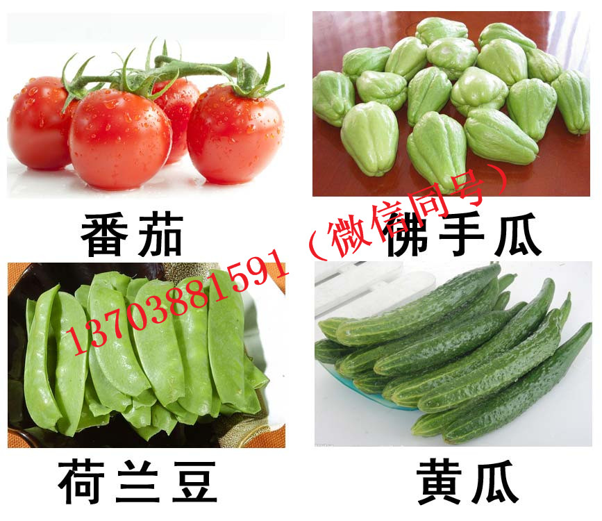 蔬菜集装箱菜品A.jpg