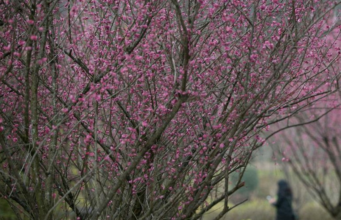 春节临近，梅花悄然绽放，为佳节增添了喜庆。.jpg