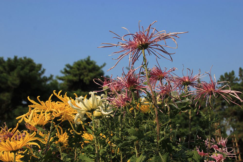 王城公园菊花展随拍39.jpg