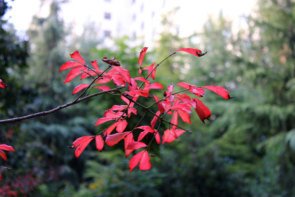 霜降节气游西苑，黄叶红叶任你拍8.jpg