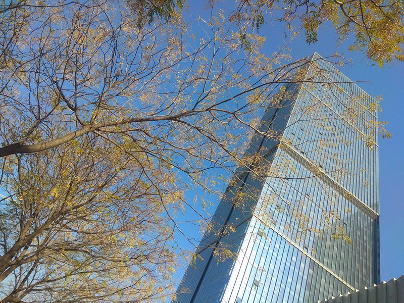 手机拍摄：楝果满树楼高高，寒风习习天蓝蓝4.jpg