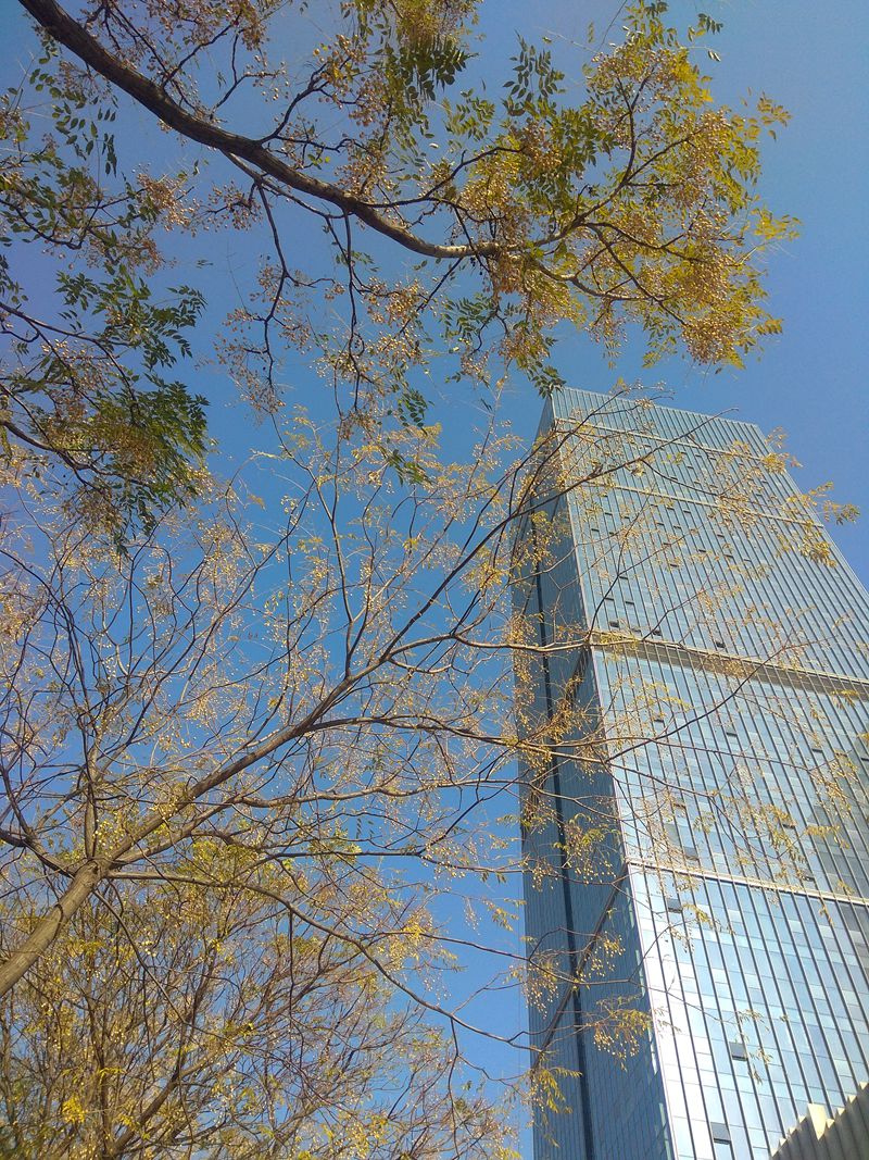 手机拍摄：楝果满树楼高高，寒风习习天蓝蓝5.jpg