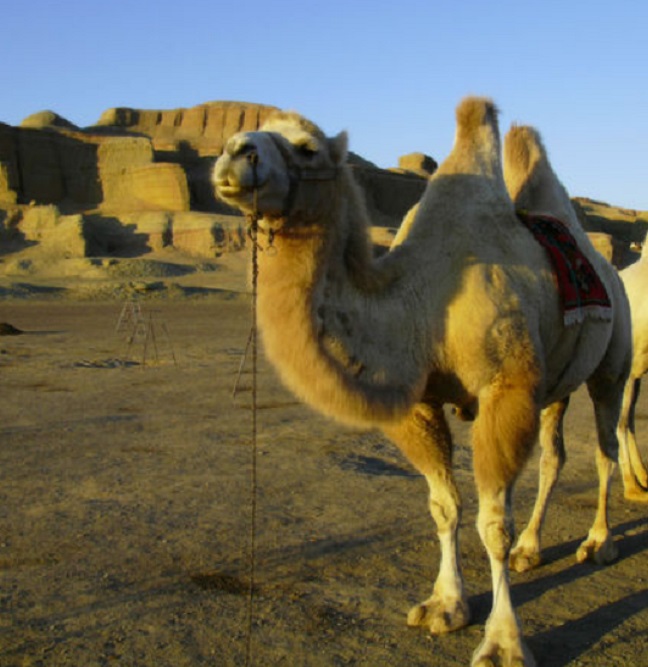 伊朗的骆驼1.jpg