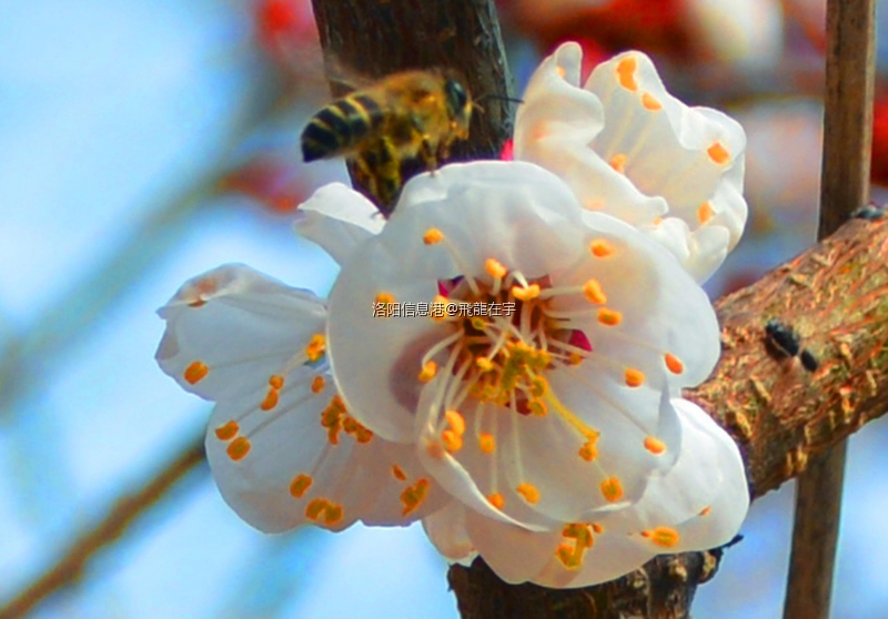 2020年3月6日二月十三杏花开 蜜蜂3.jpg
