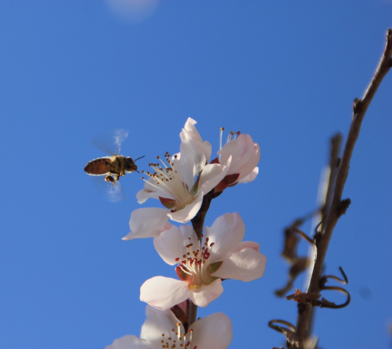 花开引来蜂采蜜1.jpg