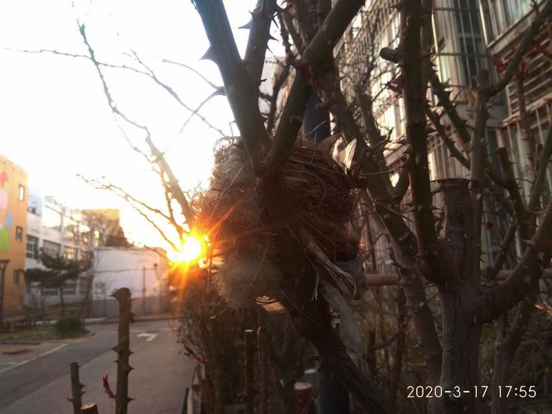 手机随拍：夕阳照鸟巢3.jpg