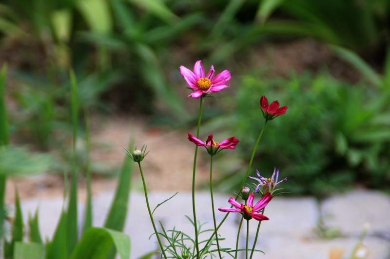 园子里的格桑花开了1.jpg