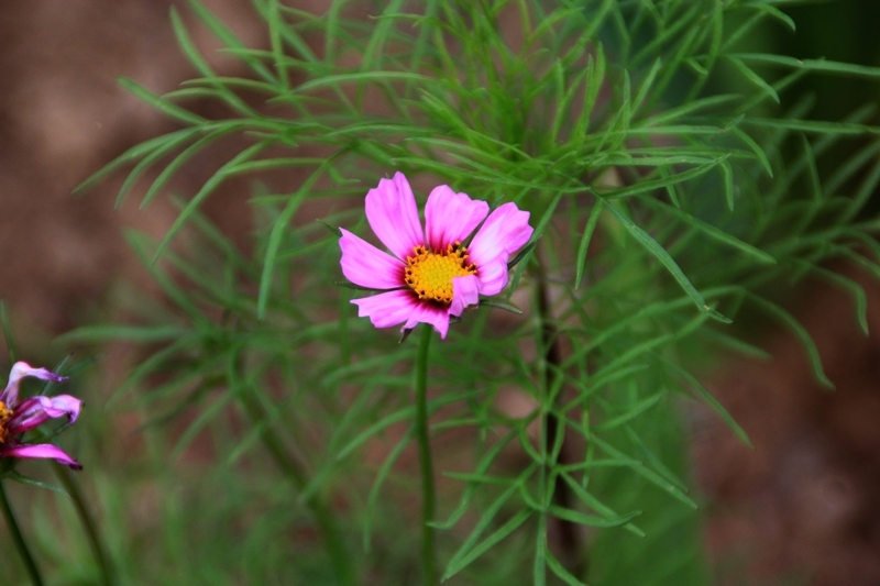 园子里的格桑花开了7.jpg