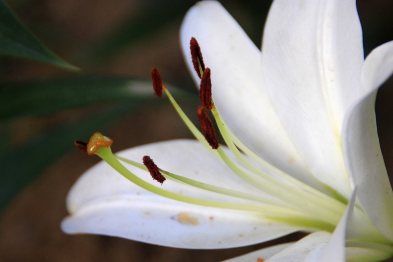 邻居家的百合花随拍8.jpg