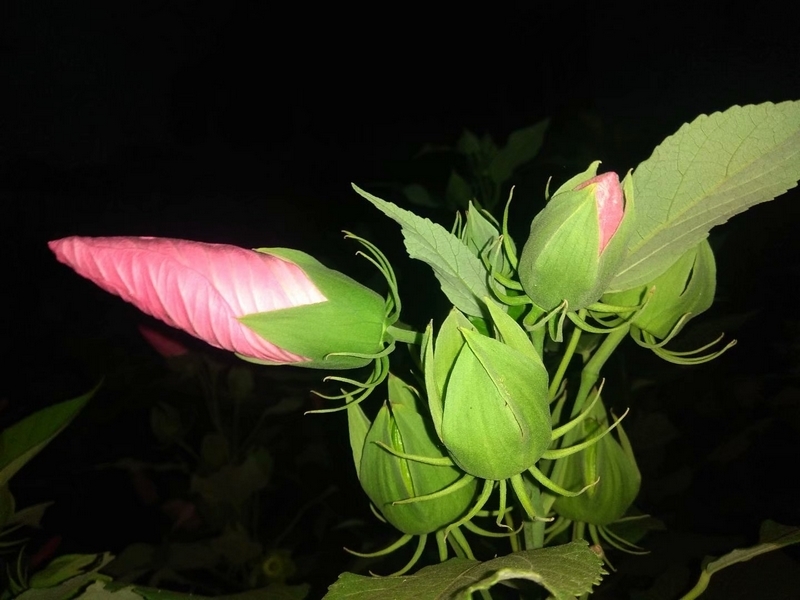 手机夜拍：含苞待开的蜀葵花1.jpg