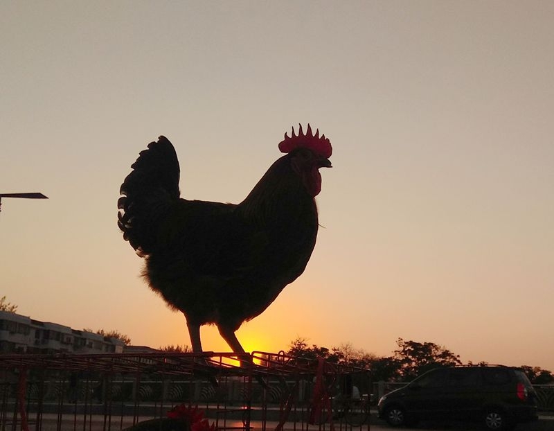 手机早市抓拍：一唱雄鸡天下白，东方太阳升起来1.jpg