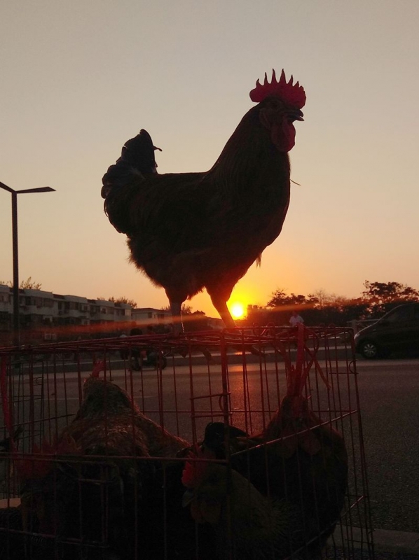 手机早市抓拍：一唱雄鸡天下白，东方太阳升起来3.jpg