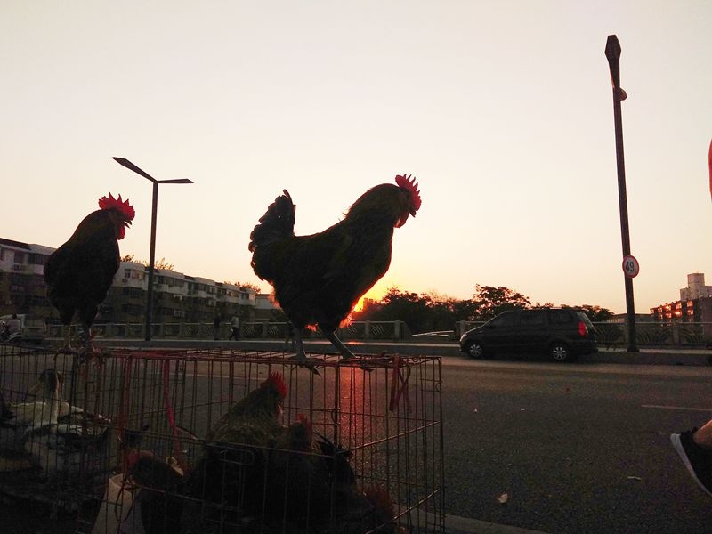 手机早市抓拍：一唱雄鸡天下白，东方太阳升起来7.jpg