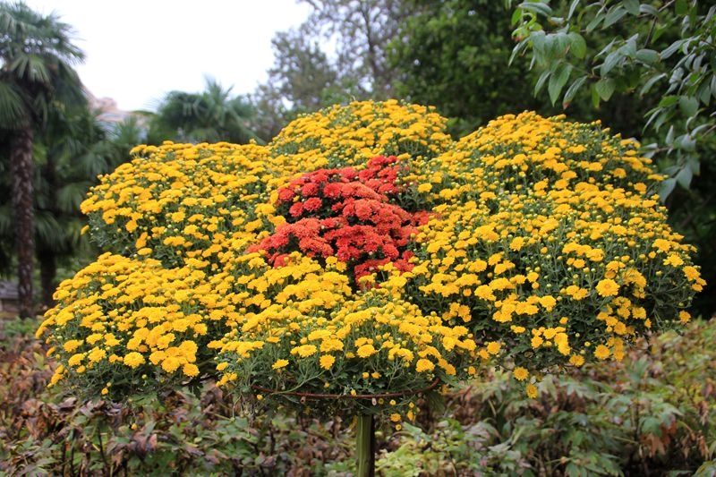 双节休闲哪里去，王城公园赏花别错过3.jpg