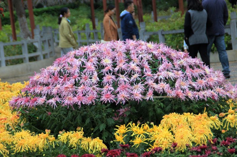 双节休闲哪里去，王城公园赏花别错过4.jpg