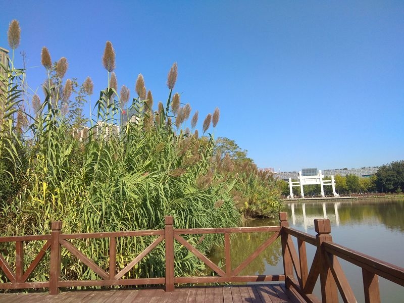 手机拍摄：风和日丽好天气，兴洛湖畔拍芦苇2.jpg