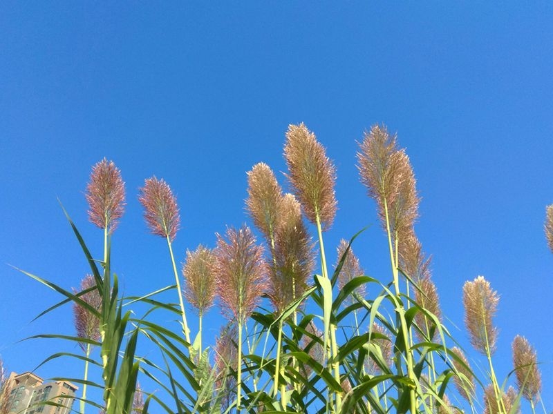 手机拍摄：风和日丽好天气，兴洛湖畔拍芦苇3.jpg
