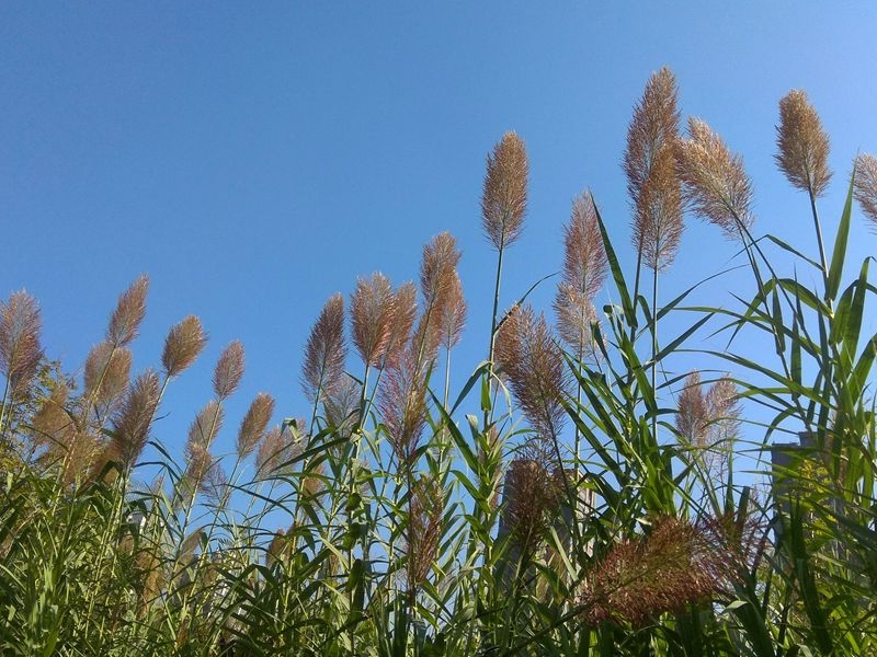 手机拍摄：风和日丽好天气，兴洛湖畔拍芦苇8.jpg