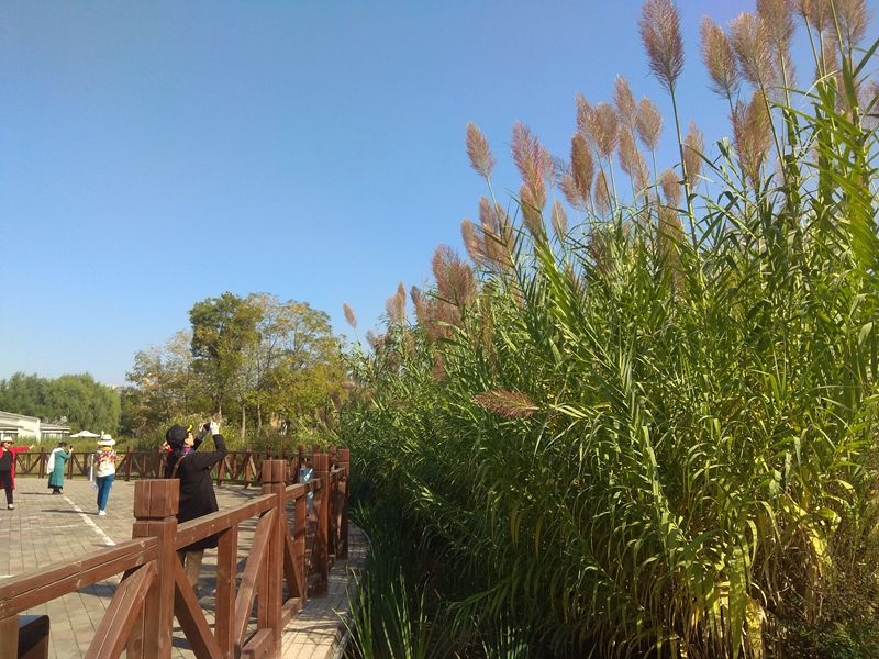 手机拍摄：风和日丽好天气，兴洛湖畔拍芦苇6.jpg