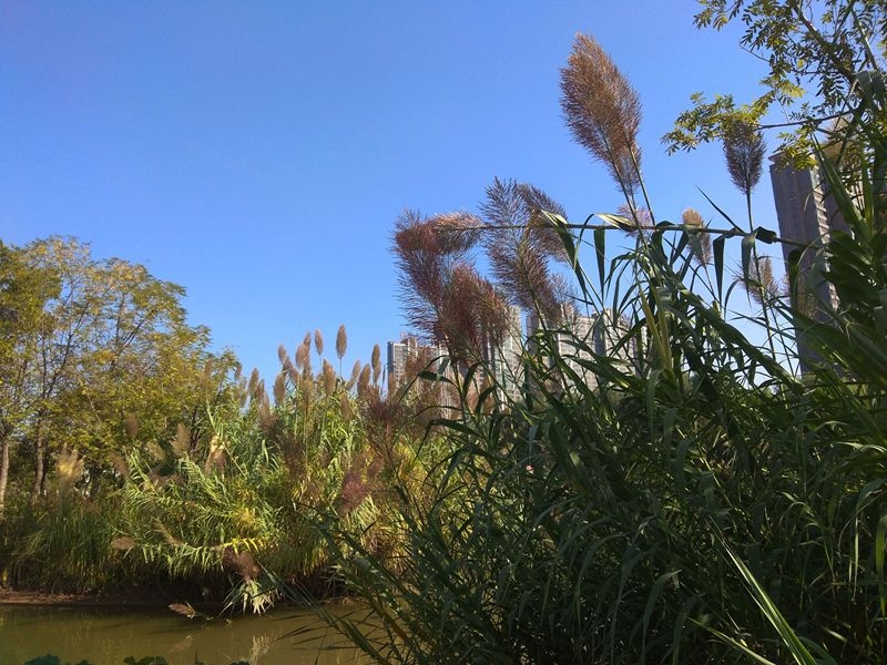 手机拍摄：风和日丽好天气，兴洛湖畔拍芦苇11.jpg