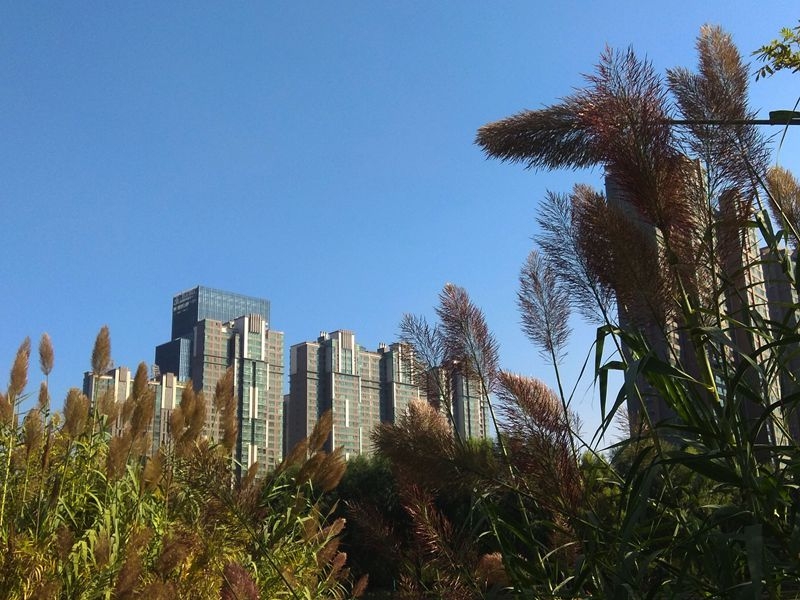 手机拍摄：风和日丽好天气，兴洛湖畔拍芦苇10.jpg