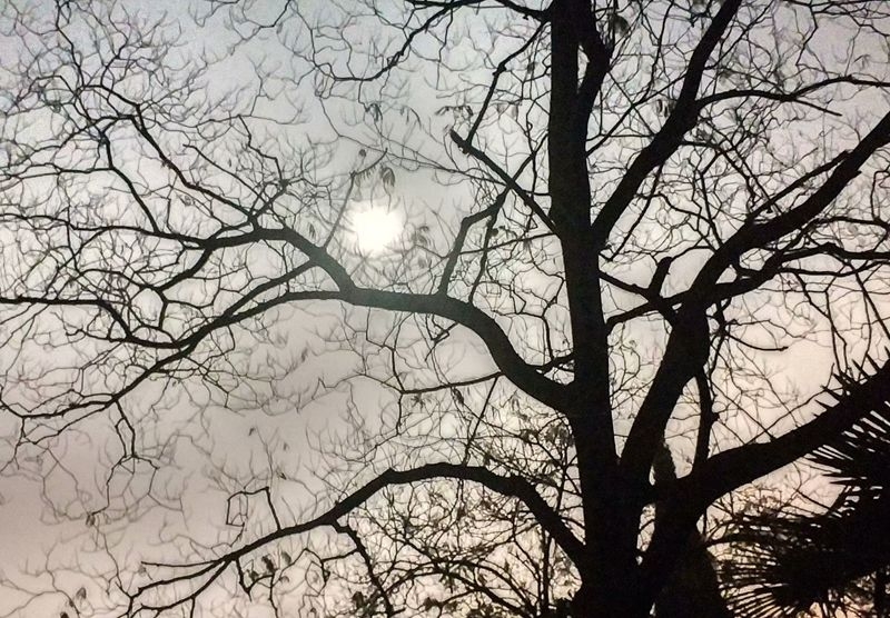 月光下的树影3.jpg