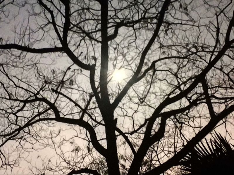 月光下的树影4.jpg