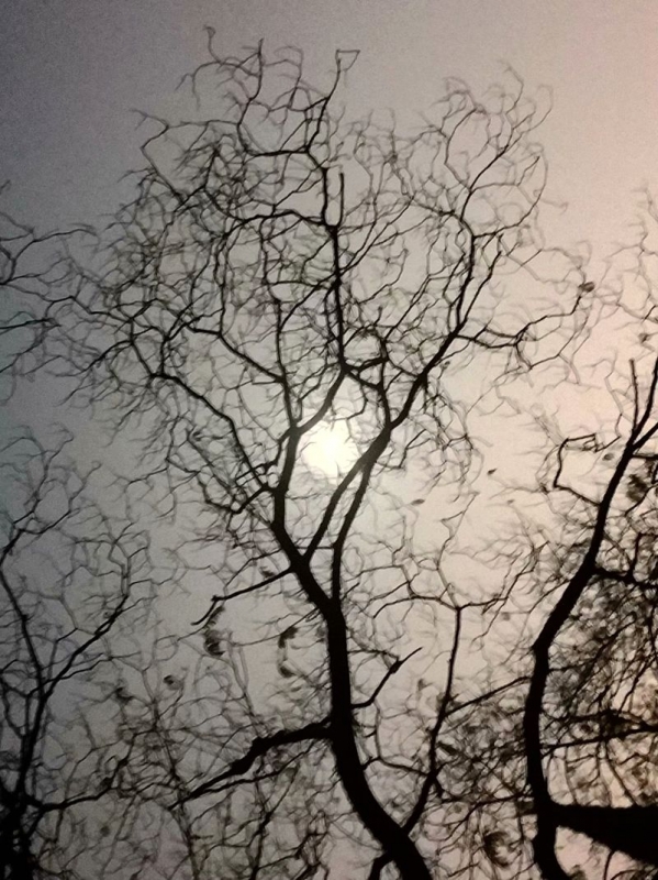 月光下的树影2.jpg