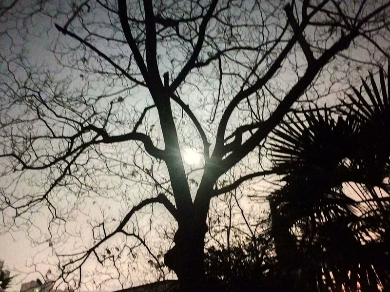 月光下的树影7.jpg