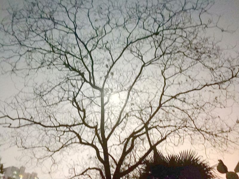 月光下的树影5.jpg