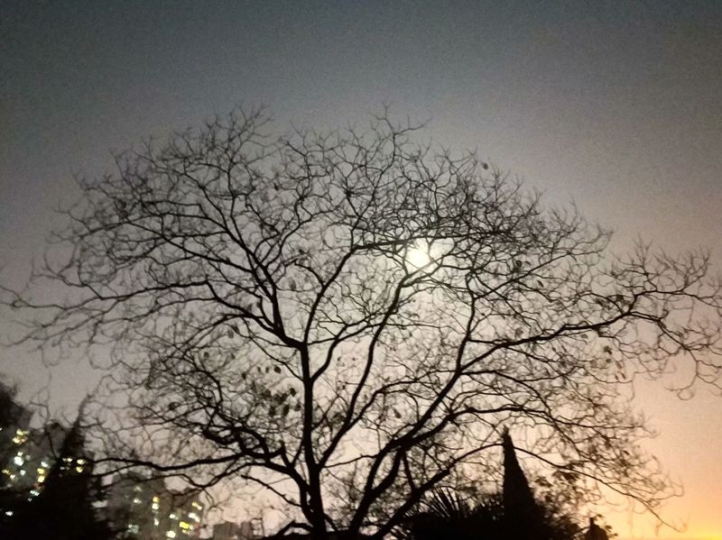 月光下的树影9.jpg