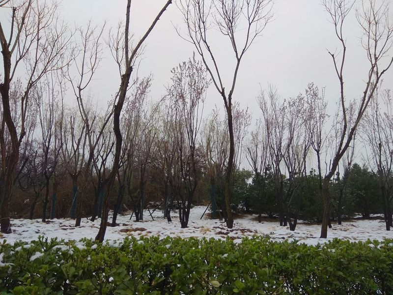 手机拍摄：洛阳的雪23.jpg