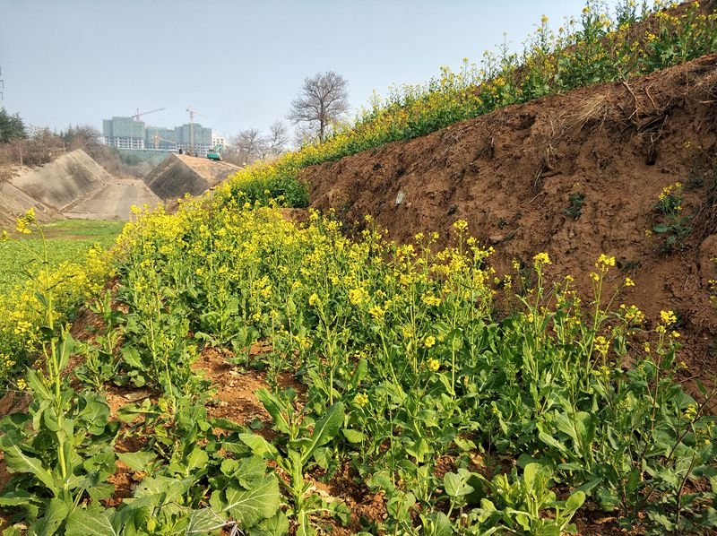 手机拍摄：油菜花开了7 .jpg