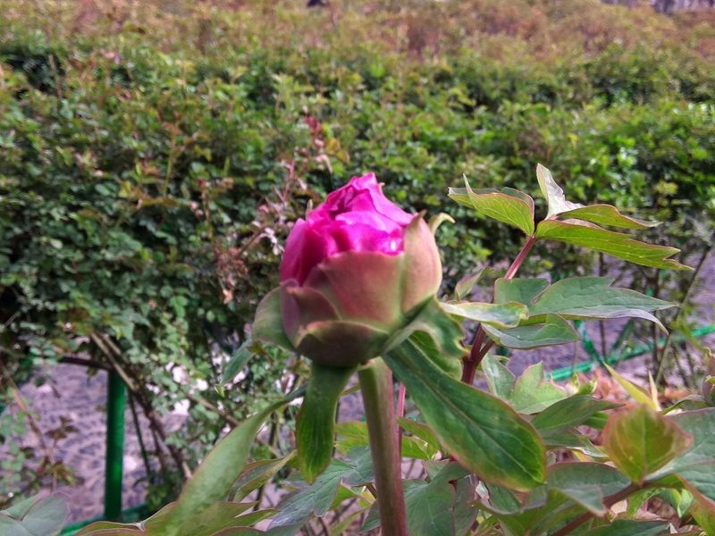 手机拍摄：今日牡丹花情，含苞待放4.jpg