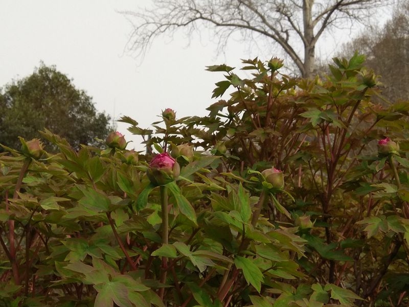 手机拍摄：今日牡丹花情，含苞待放5.jpg