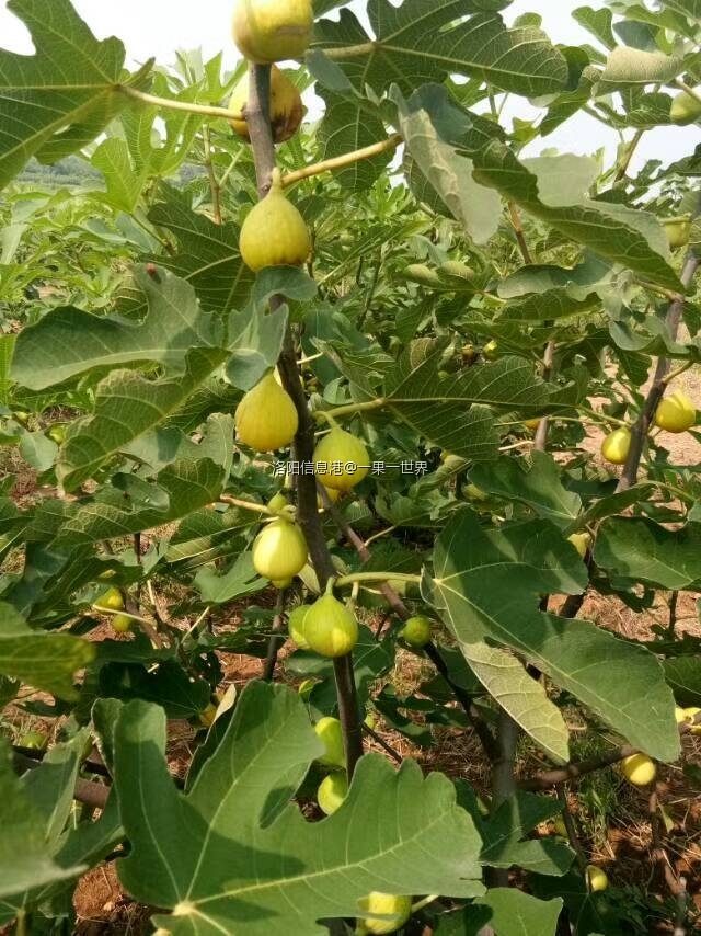 金傲芬无花果