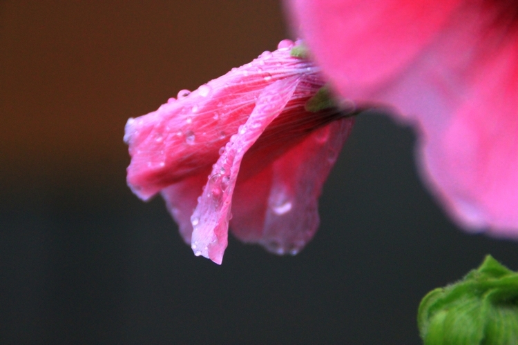 雨后芙蓉葵3.jpg