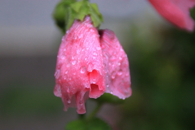 雨后芙蓉葵8.jpg