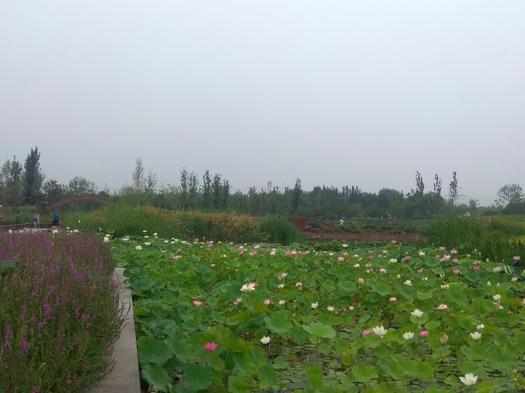 温榆河公园随拍：目前花开正旺4.jpg
