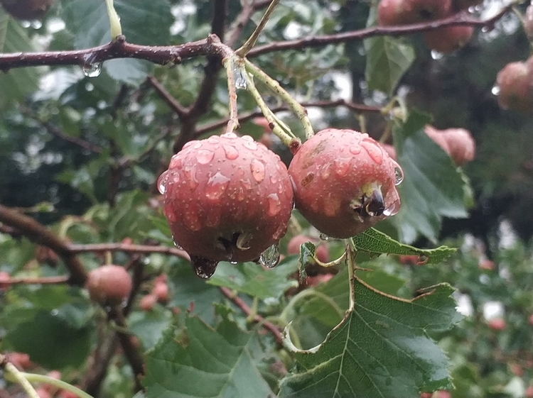 雨中山楂果1.jpg