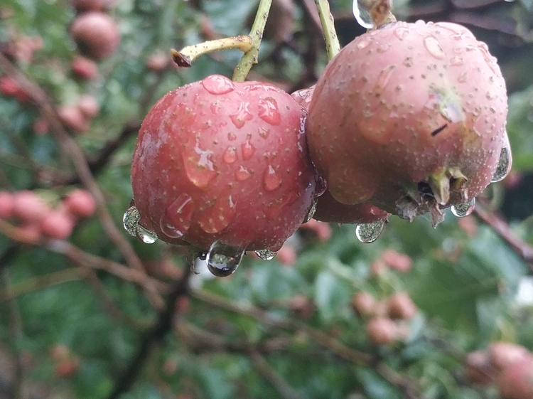 雨中山楂果2.jpg