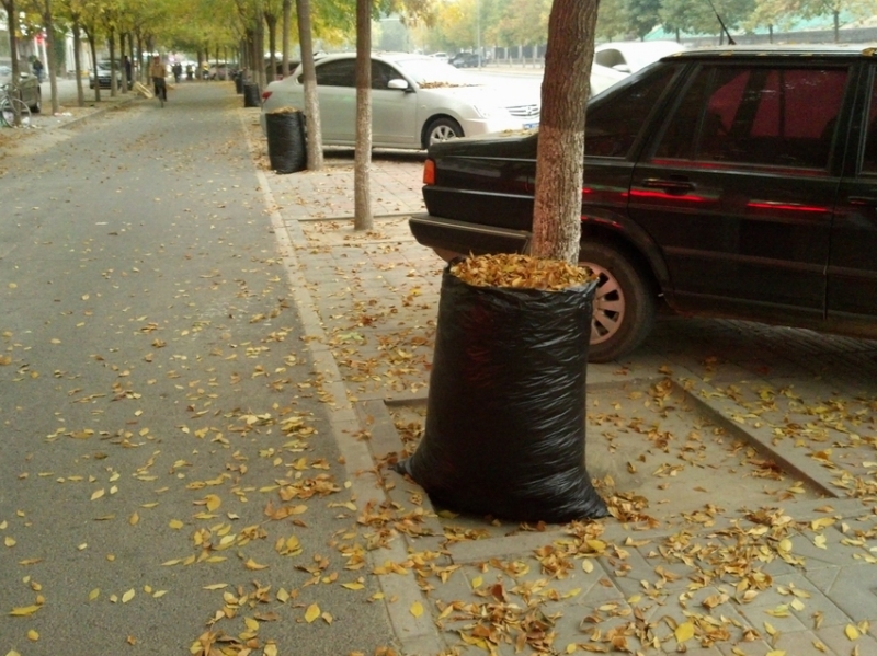 满地黄叶风景好，环卫工人很辛劳8.jpg