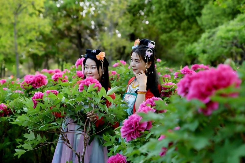 牡丹盛开的季节，姐妹相约赏花，共度欢乐时光。