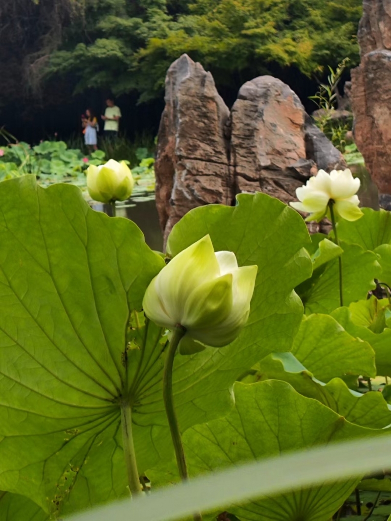 照片帖（2257）隋唐城遗址植物园荷花已次第开放，欢迎宾朋免费入园欣赏！