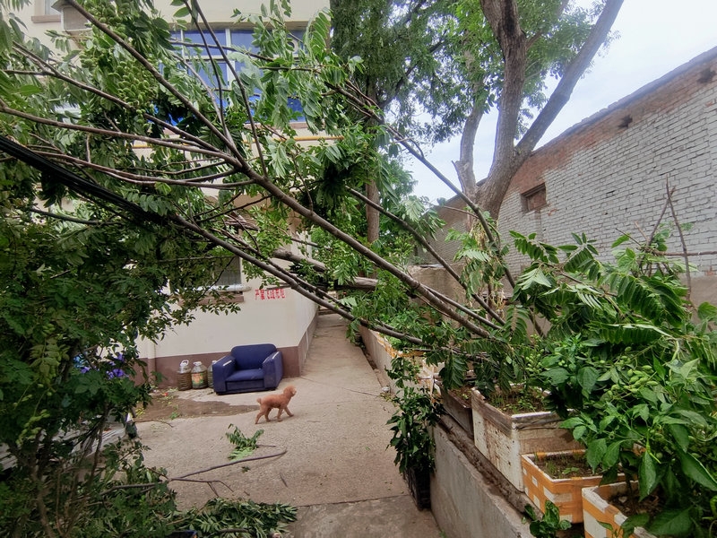 短时的暴风雨，小区的树都被刮断了