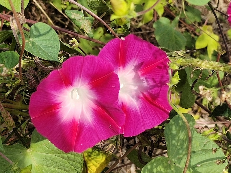 红色牵牛花，俏丽绽放