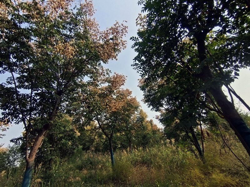 栾树硕果累累，挂满枝头