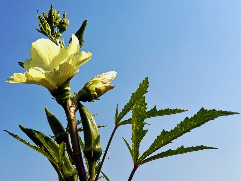 秋葵花开