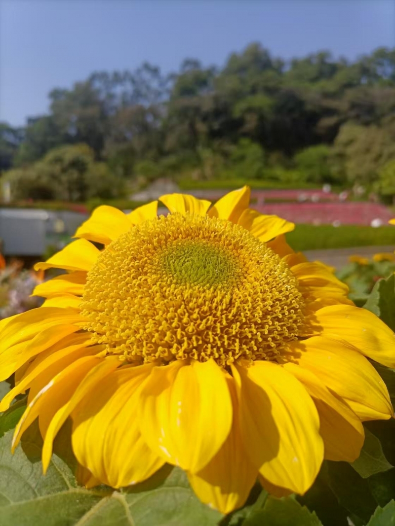 广州云梦植物园